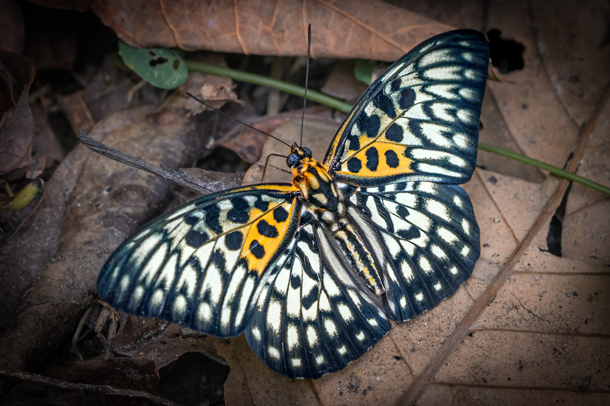 テンジクゴマダラ-Neurosigma siva