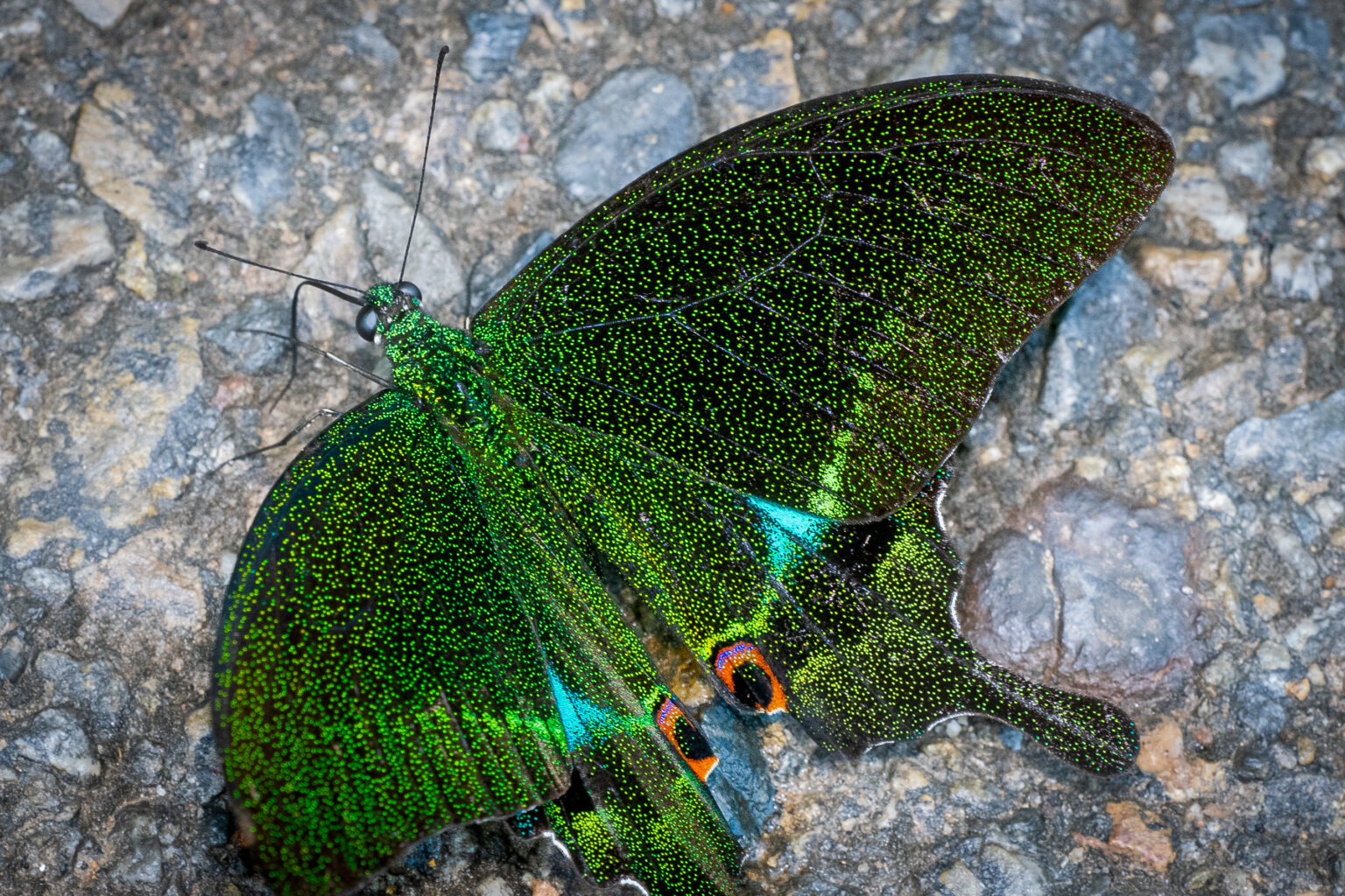 ルリモンアゲハ-Papilio paris