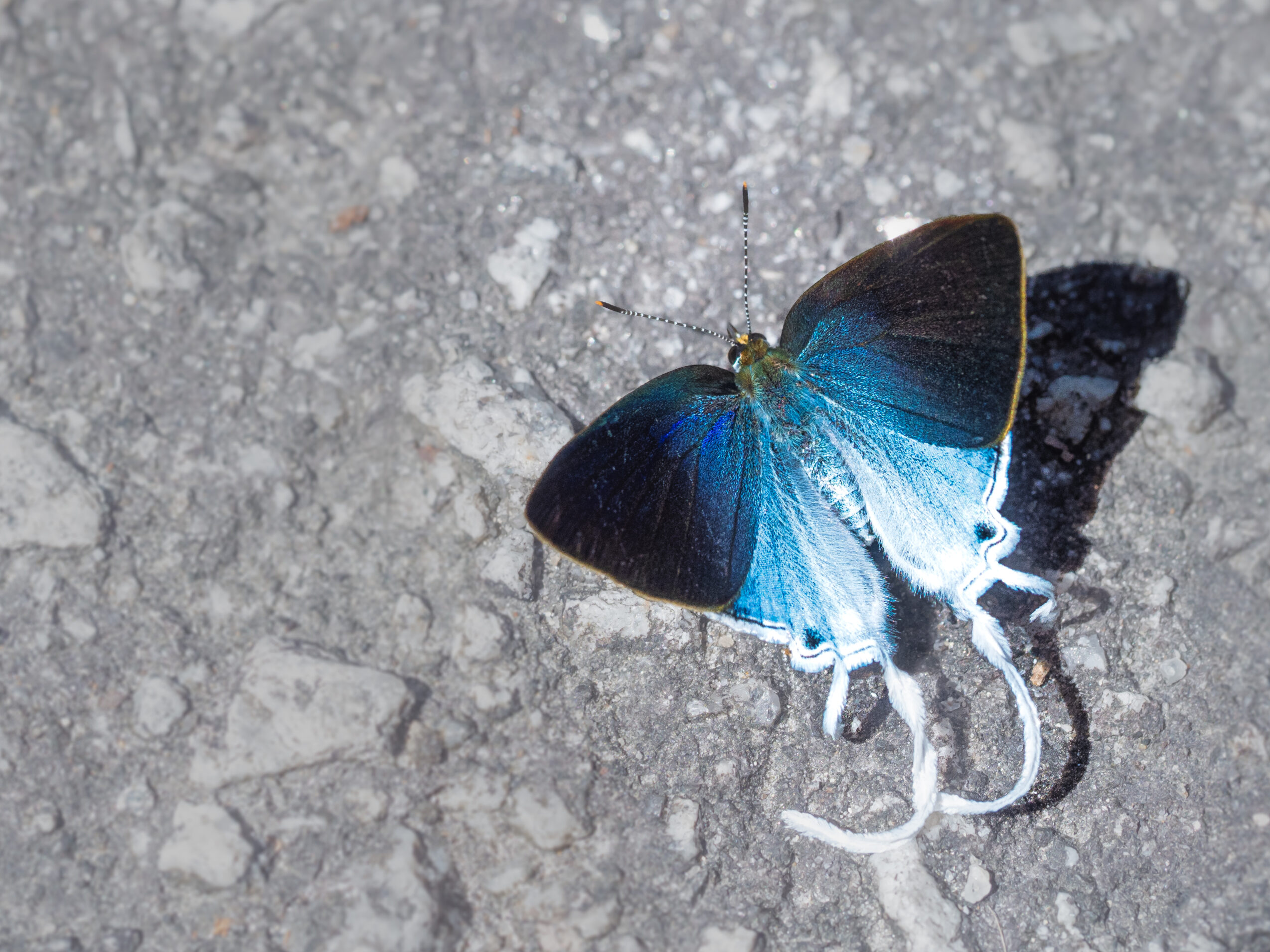 スソビキフタオルリシジミ-Hypolycaena amasa