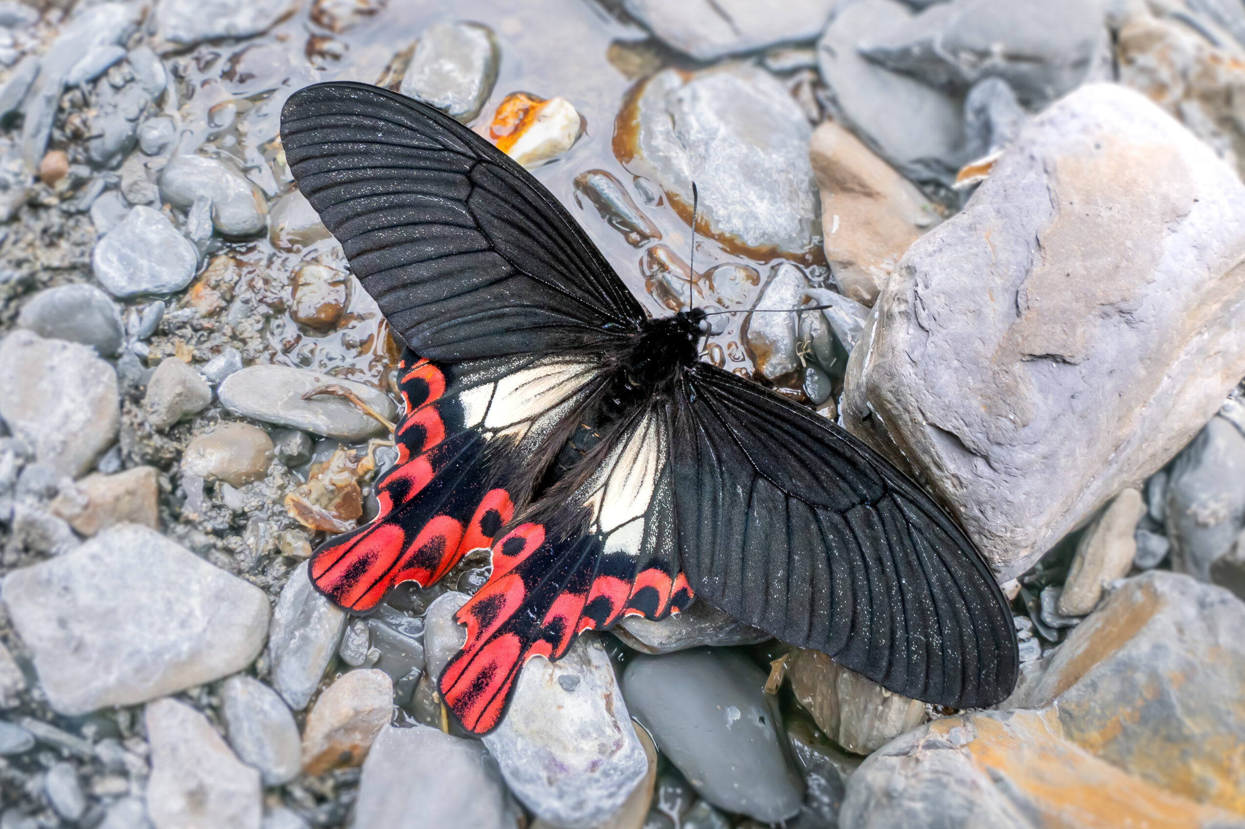 フトオアゲハ-Papilio maraho