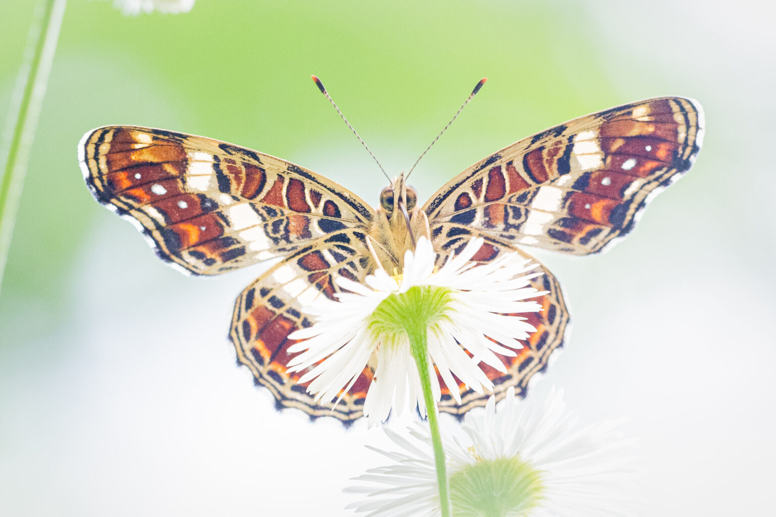 サカハチチョウ-Araschnia burejana