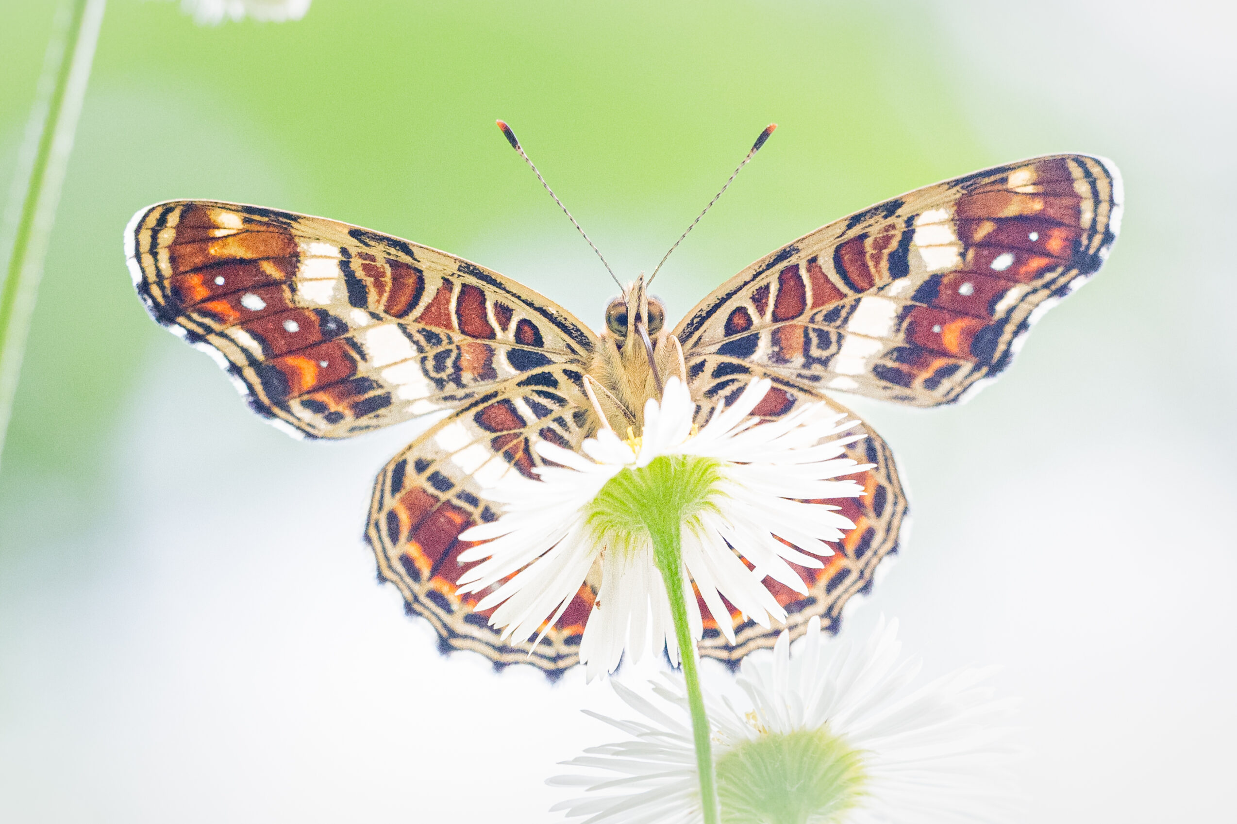 サカハチチョウ-Araschnia burejana