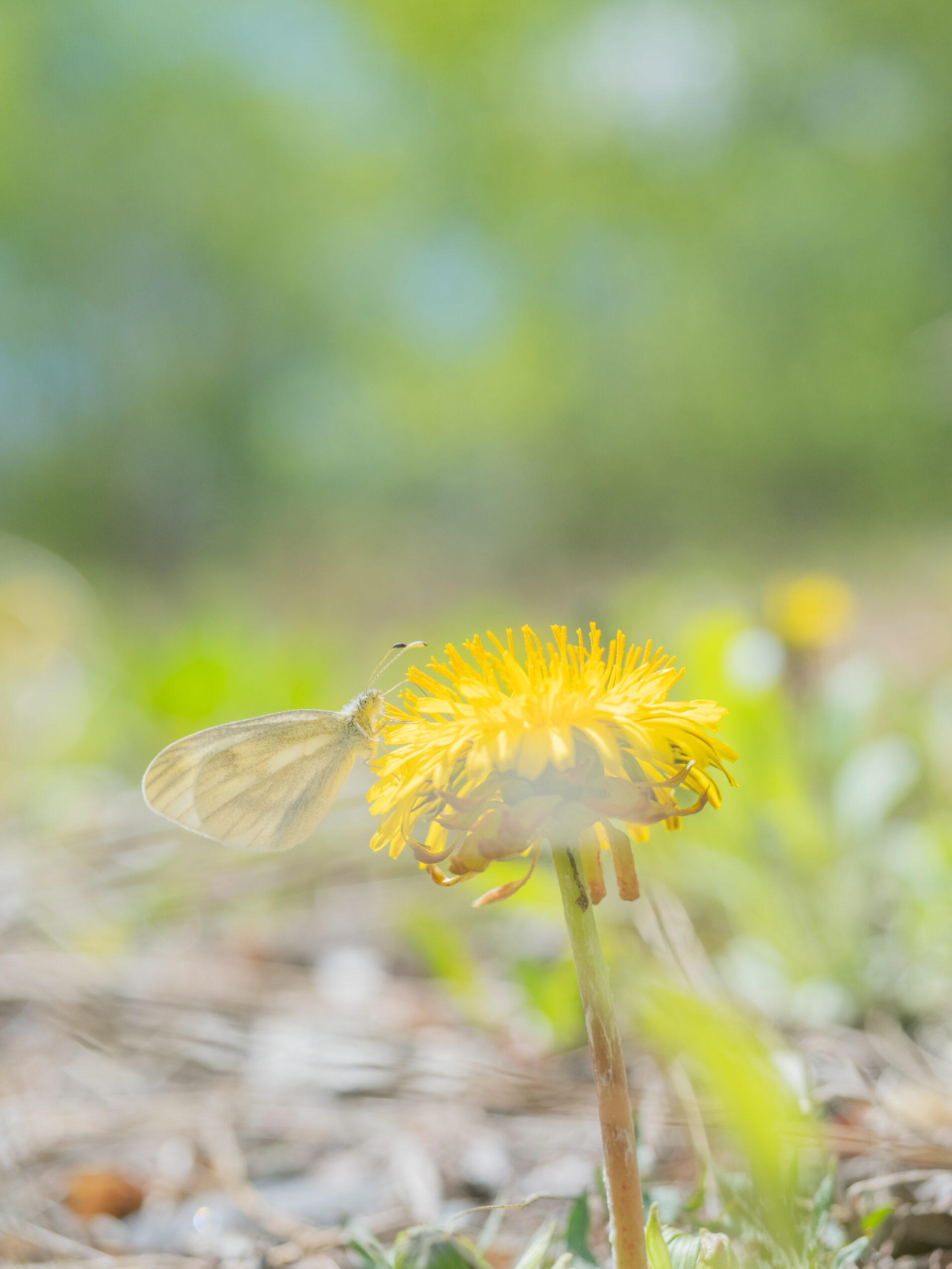エゾヒメシロチョウ-Leptidea amurensis