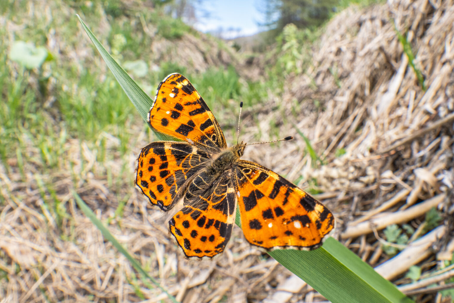アカマダラ-Araschnia levana