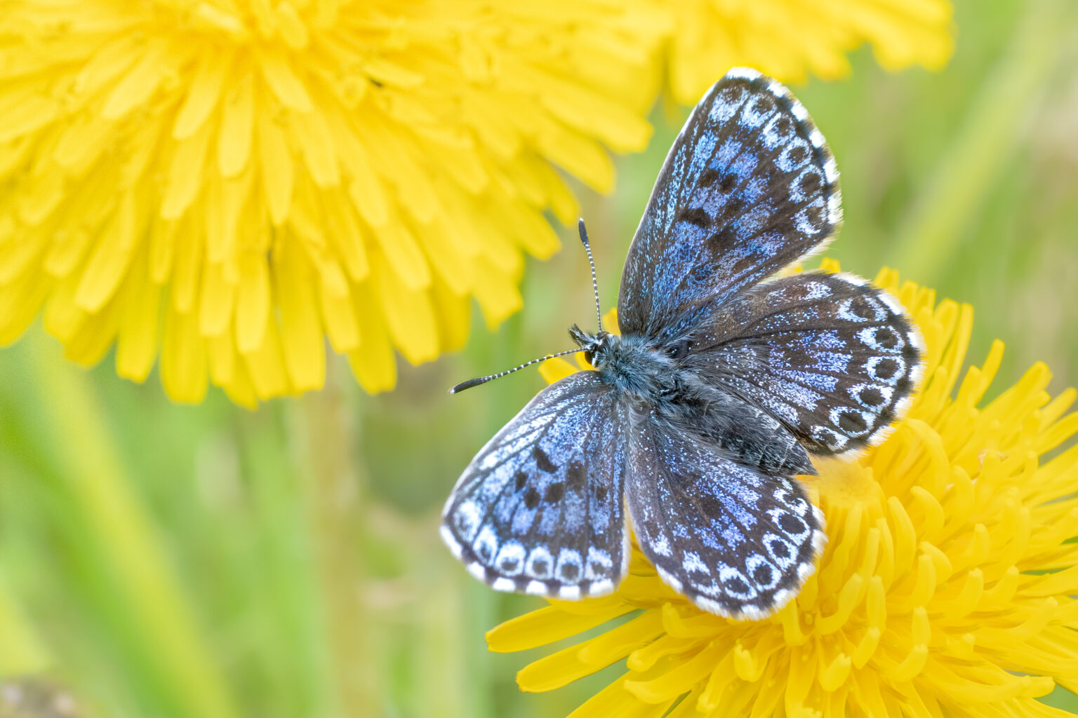 ジョウザンシジミ-Scolitantides orion