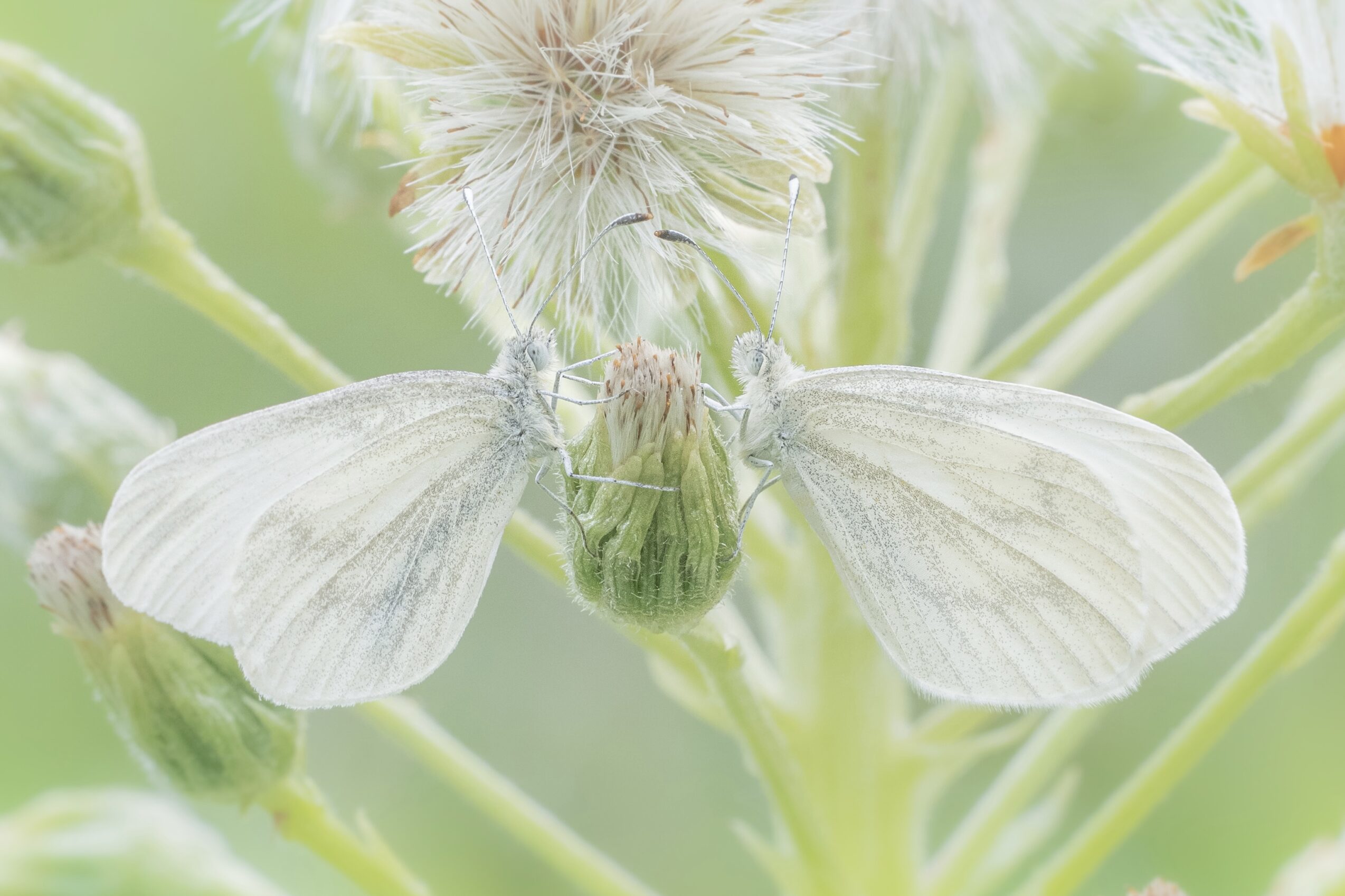 エゾヒメシロチョウ-Leptidea morsei