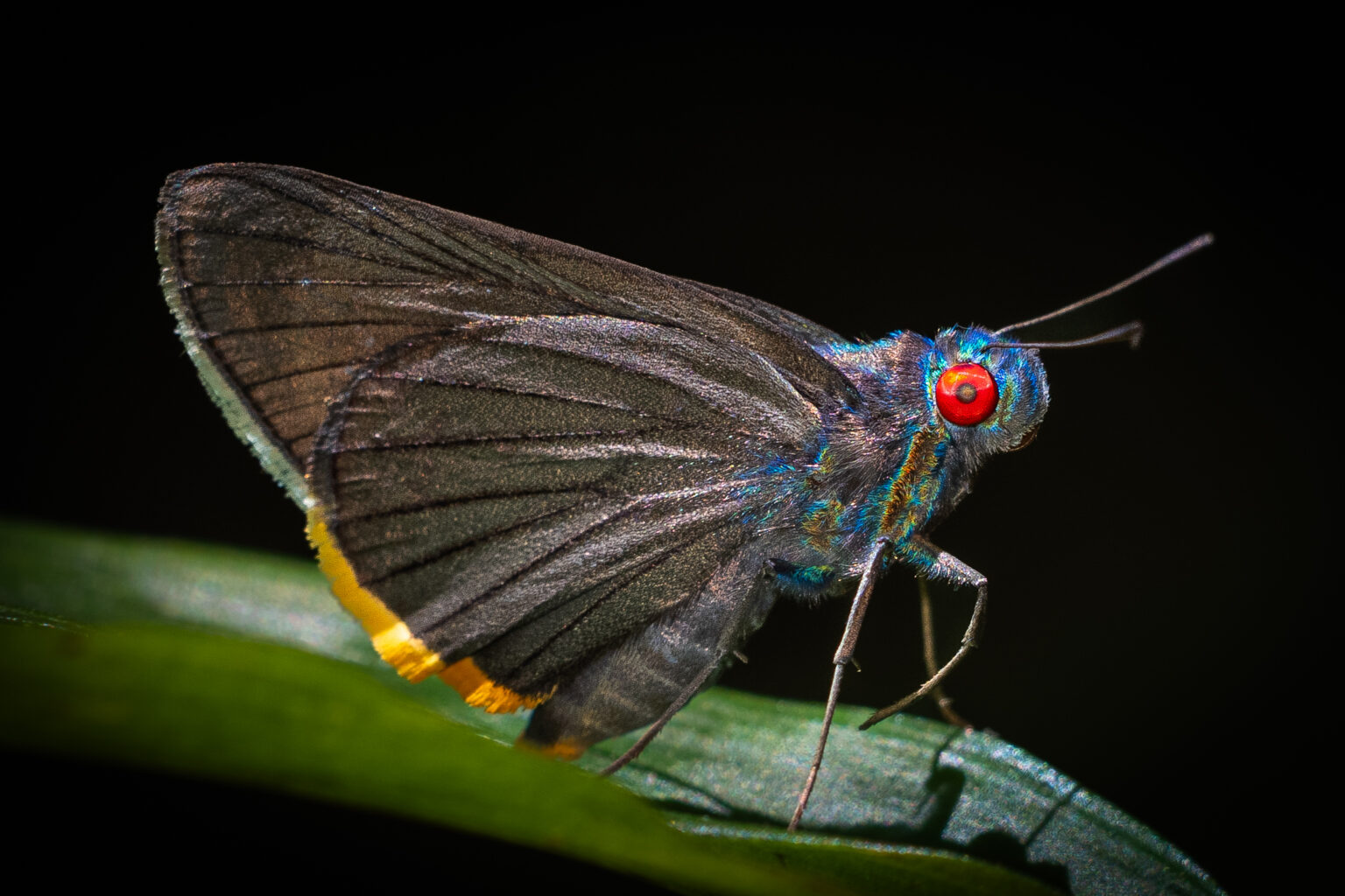 アオアカメセセリ-Matapa sasivarna