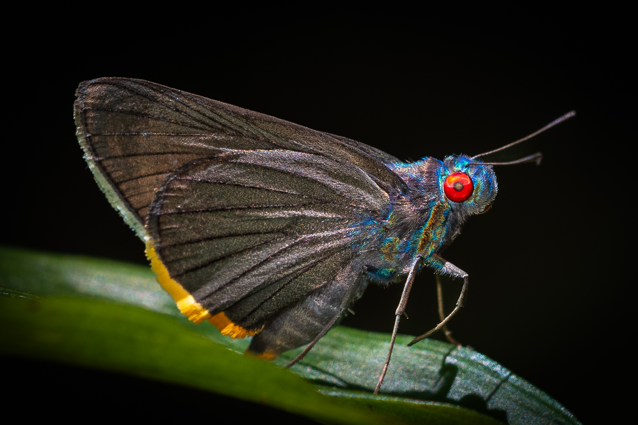 アオアカメセセリ-Matapa sasivarna