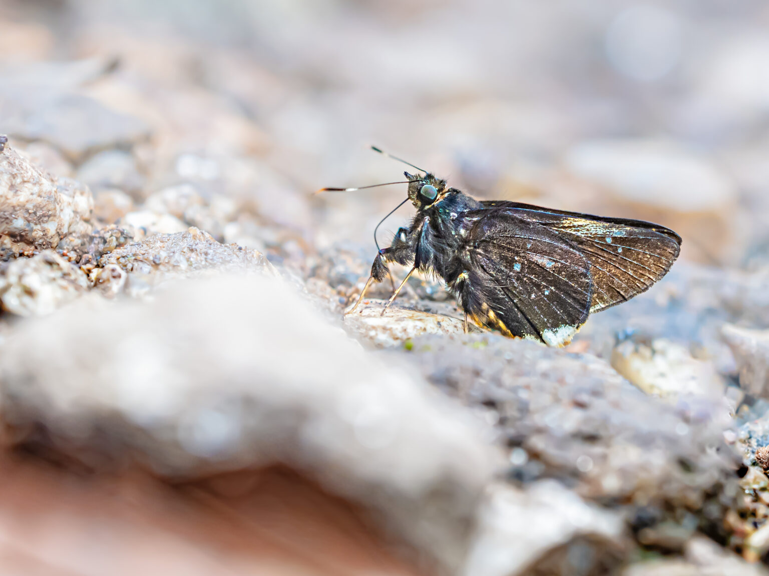 クマバチセセリ-Creteus cyrina