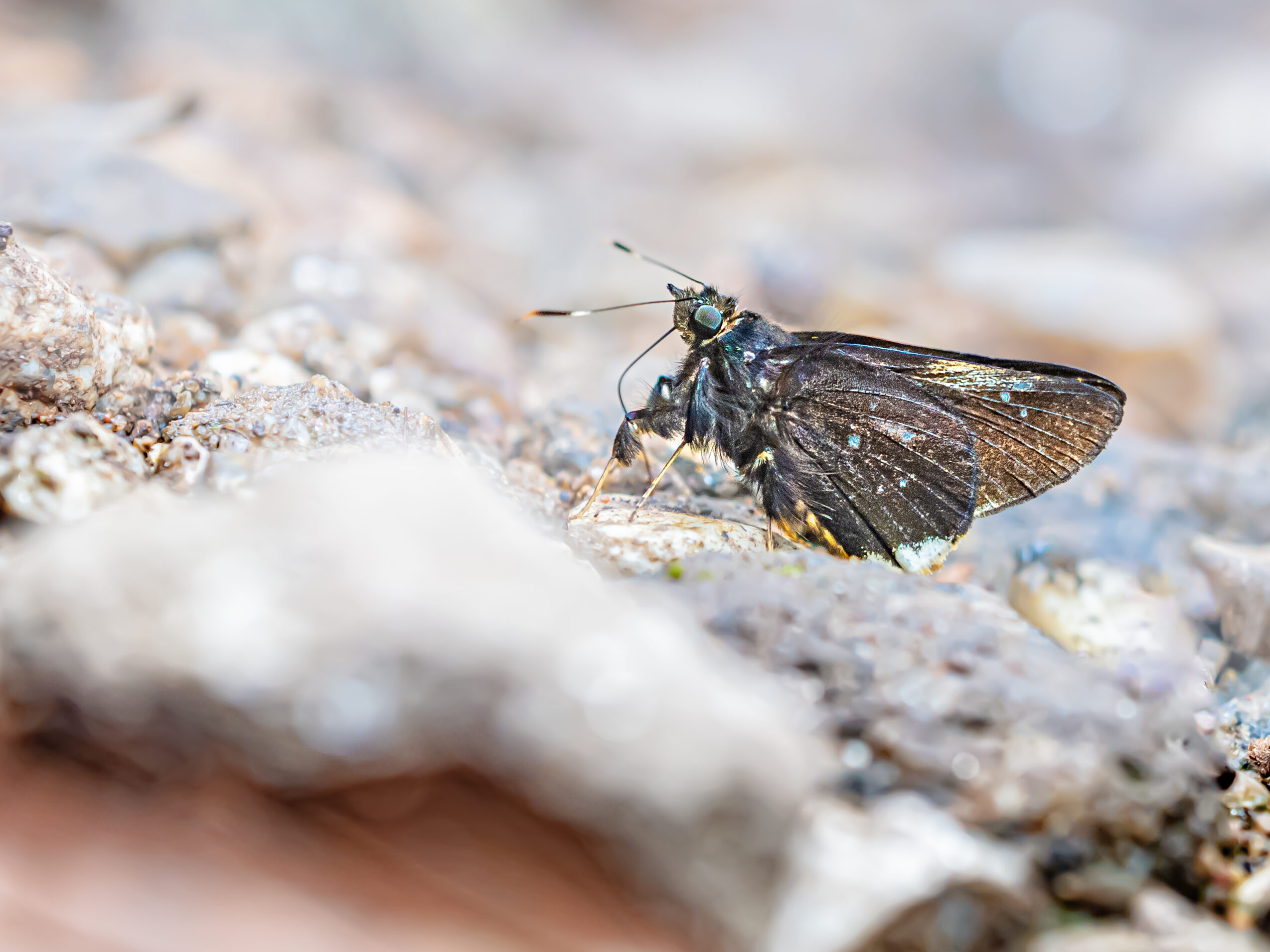 クマバチセセリ-Creteus cyrina