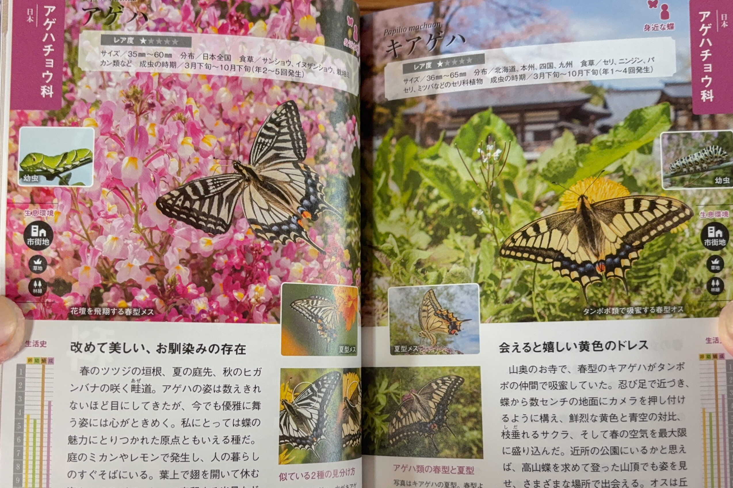 日本と世界の蝶図鑑 日本文芸社の紹介